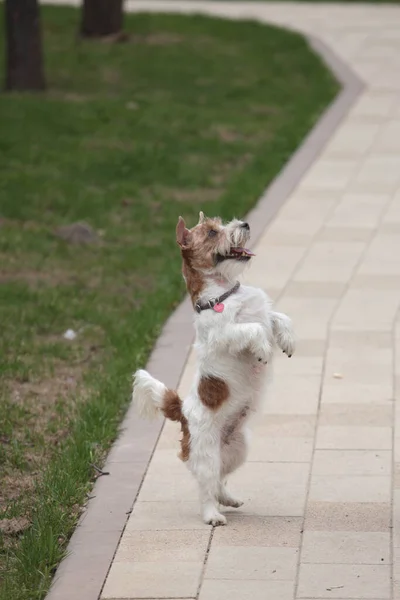 Jack Russell Terrier Filhote de cachorro em pé em suas pernas traseiras. — Fotografia de Stock