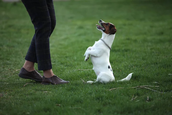 Jack Russell Terrier Cucciolo in piedi sulle zampe posteriori. — Foto Stock