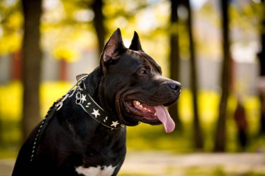 Siyah Amerikan Çukur Boğa Teriyeri