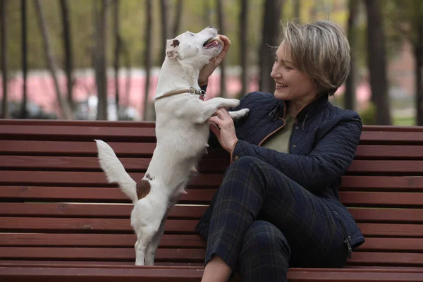 Atractiva Mujer Descansando Parque Con Los Terriers Blancos Jack Russell —  Fotos de Stock