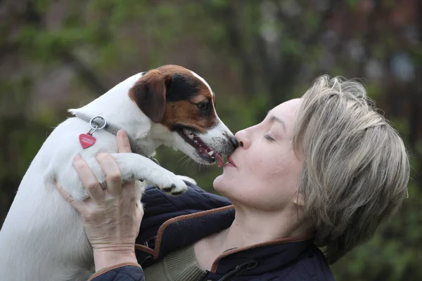 Attraktiv Kvinna Som Vilar Parken Med Vit Jack Russell Terrier — Stockfoto