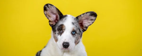 Blauwe Merl Corgi Kleur Welsh Corgi Puppy Met Verschillende Ogen — Stockfoto