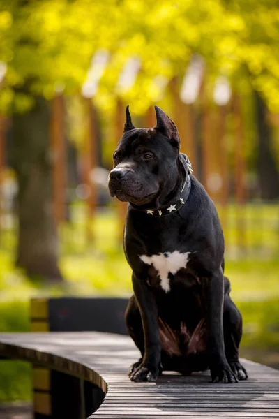 Svart Amerikansk Pit Bull Terrier Utomhus — Stockfoto