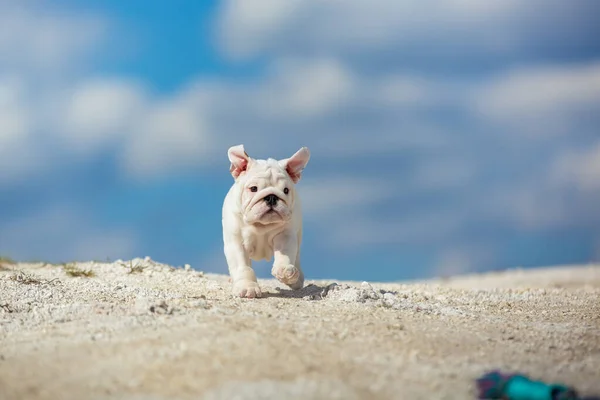 华丽的白色英国斗牛犬小狗在明亮的蓝天下奔向玩具 — 图库照片