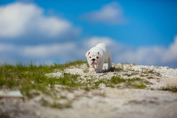 Nádherný bílý anglický buldok štěně — Stock fotografie