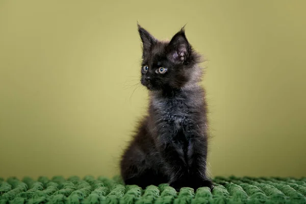 Смешной чёрный котёнок сидит в студии — стоковое фото