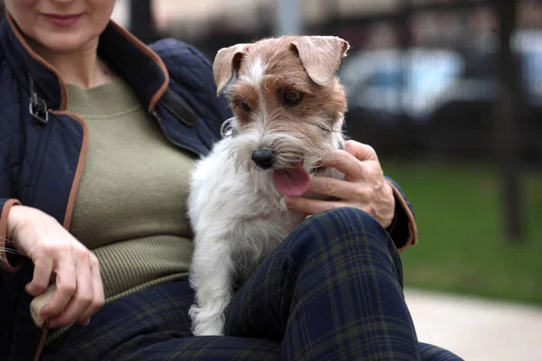 迷人的女人在公园里与白色杰克 罗斯塞尔犬一起休息 爱情故事 — 图库照片