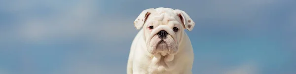 Lindos Cachorrinho Bulldog Inglês Branco Contra Céu Azul Brilhante — Fotografia de Stock