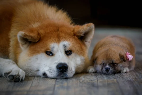 秋田犬と彼の子犬が床に一緒に — ストック写真