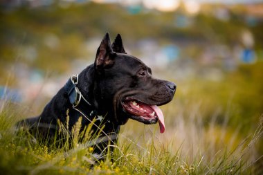 Siyah Amerikan Pitbull Terrier 'i dışarıda dinleniyor.