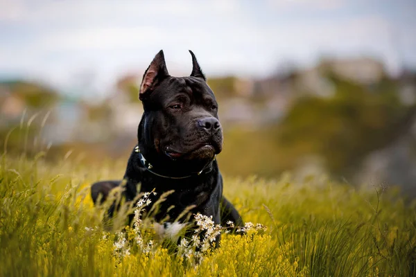 Svart Amerikansk Pit Bull Terrier Med Vila Utomhus — Stockfoto