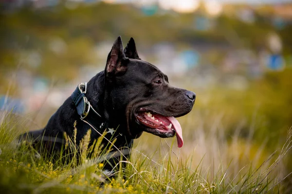 Siyah Amerikan Pitbull Terrier 'i dışarıda dinleniyor.