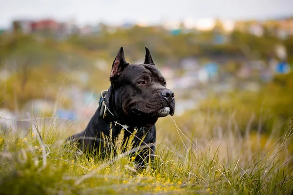 Black American Pit Bull Terrier Έχοντας Ανάπαυση Εξωτερικούς Χώρους — Φωτογραφία Αρχείου