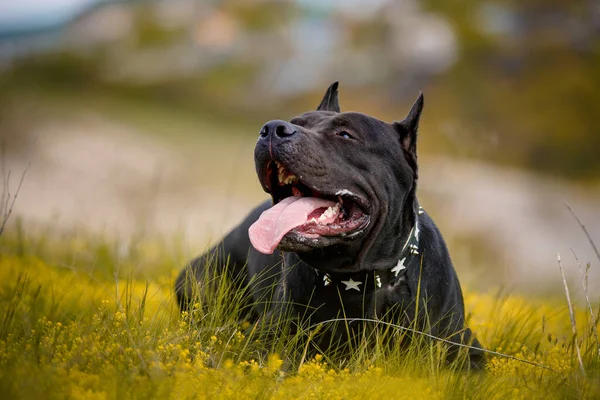 Preto American Pit Bull Terrier ao ar livre — Fotografia de Stock
