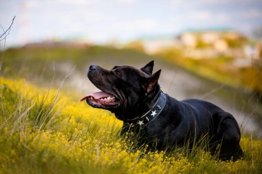 Siyah Amerikan Pitbull Terrier 'i dışarıda dinleniyor.