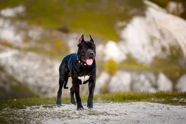 Black American Pit Bull Terrier Περπάτημα Εξωτερικούς Χώρους — Φωτογραφία Αρχείου
