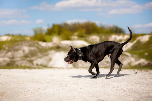 Black American Pit Bull Terrier Caminhando Livre — Fotografia de Stock