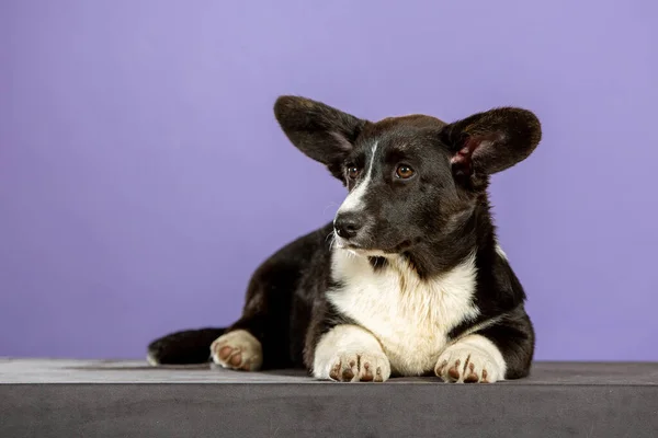 黒Welsh Corgi子犬とともにPerched耳でスタジオ上の青の背景 — ストック写真