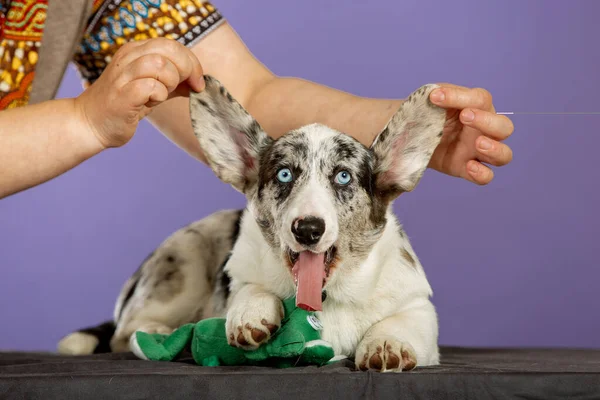 Woman holds ears of Ugly Blue merl corgi color. frightened Welsh corgi puppy with different eyes in studio on blue background