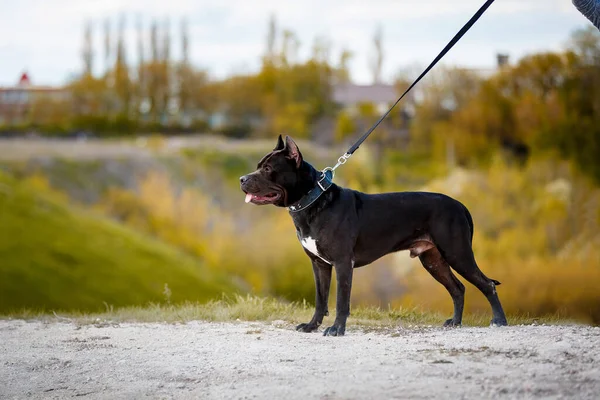 Black American Pit Bull Terrier Sétál Szabadban Stock Kép