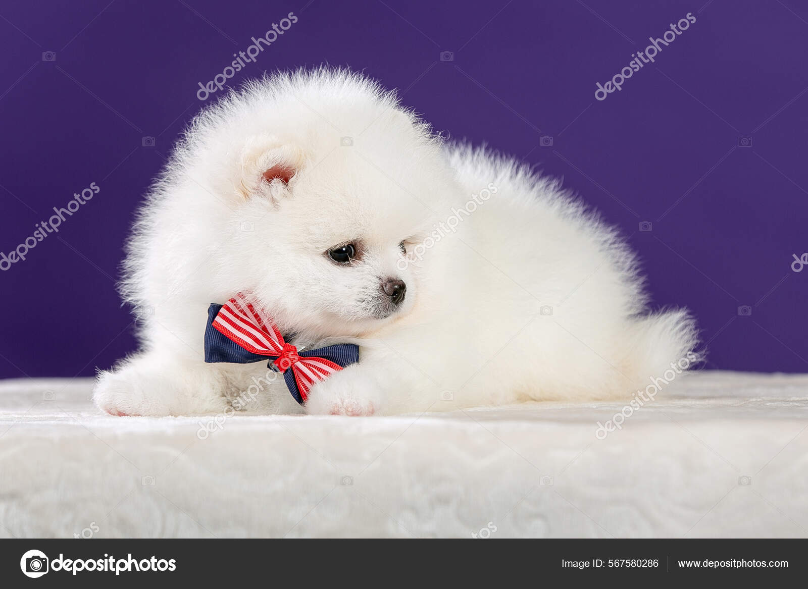 Small white pomeranian puppies 2025