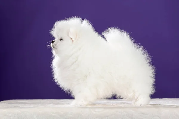 Bonito Pequeno Branco Pomeranian Cachorro Vista Lateral — Fotografia de Stock