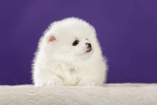 Cute Small White Pomeranian Puppy Front View Stock Photo by