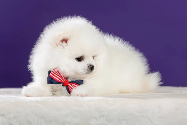 可愛い小さな白いポメラニアの子犬弓 フロントビュー — ストック写真