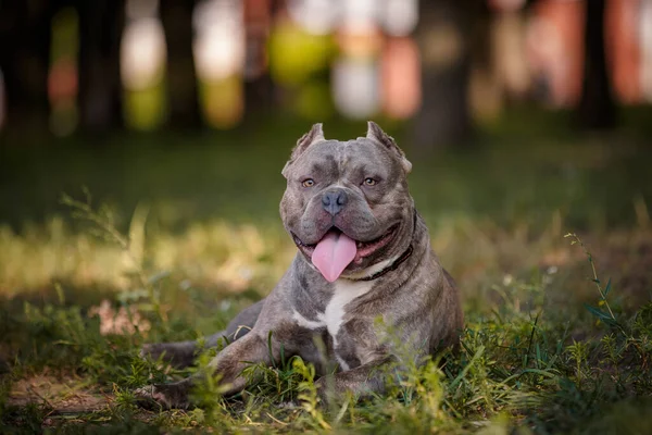 Amerikai Bulldog Pihenés Erdőben — Stock Fotó