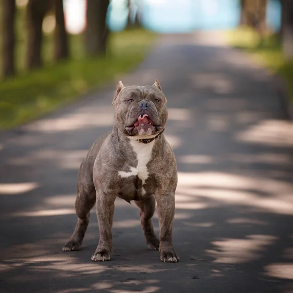 Amerikaanse Bulldog Heeft Rust Het Bos — Stockfoto