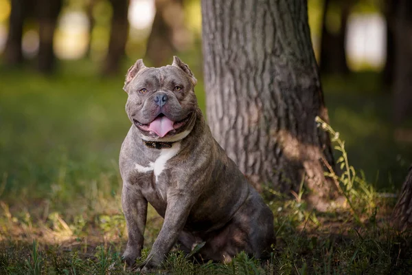 Amerikai Bulldog Pihenés Erdőben — Stock Fotó