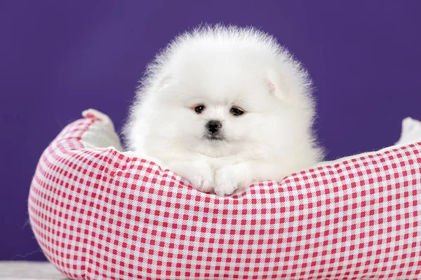 Bonito Pequeno Cachorro Pomeranian Branco Cesta Vista Frontal — Fotografia de Stock