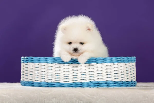Cute Little White Pomeranian Szczeniak Koszyku Widok Przodu — Zdjęcie stockowe