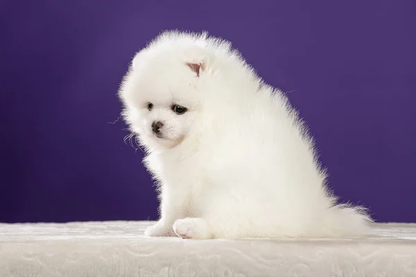 Bonito Pequeno Branco Pomeranian Filhote Cachorro Visão Traseira — Fotografia de Stock