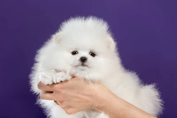 Mulher Segurar Bonito Pequeno Cachorro Branco Pomeranian Sua Mão — Fotografia de Stock