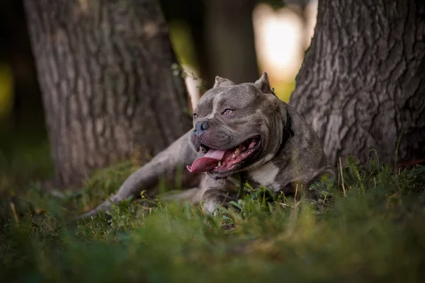 Hudge Amerikai Bulldog Amelynek Pihenés Erdőben — Stock Fotó