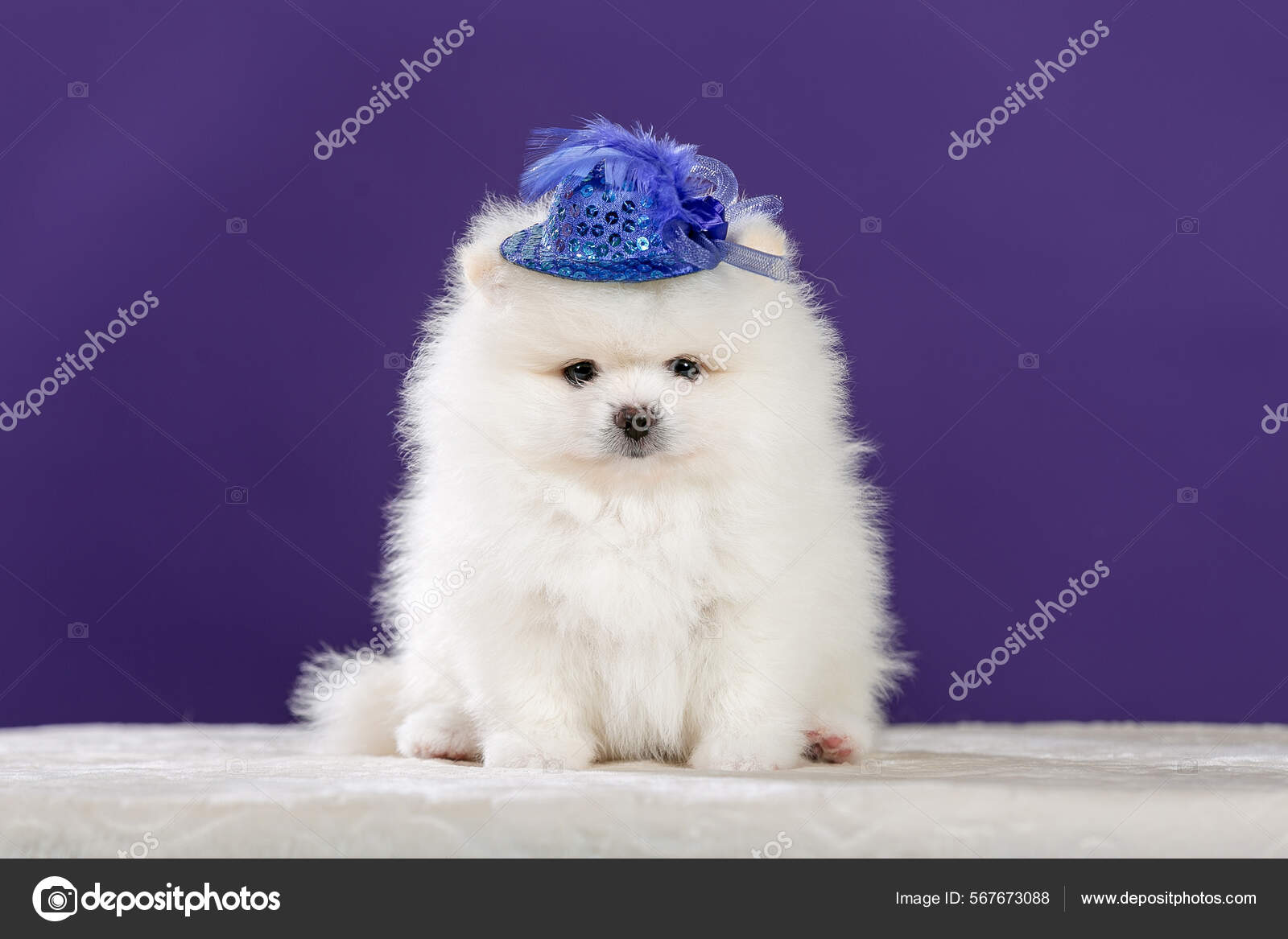 Pomeranian hat top