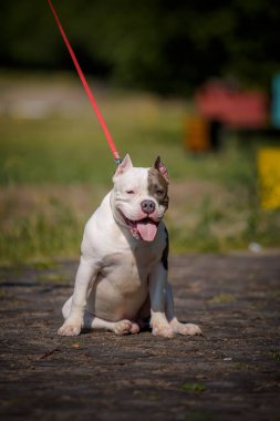Amerikan bulldog 'u ormanda dinleniyor