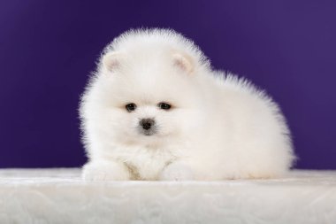 Şirin beyaz Pomeranya köpek yavrusu manzarası.
