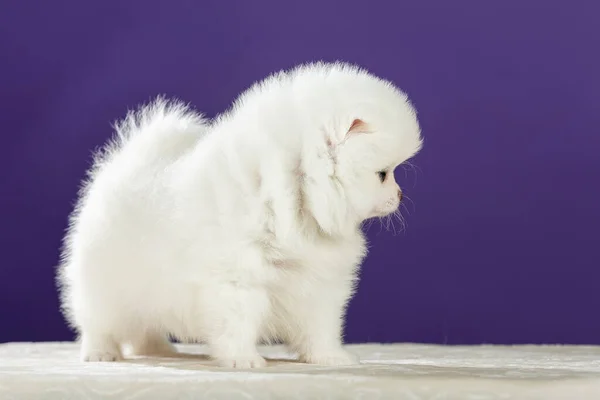 Schattig Klein Wit Pommerse Puppy Vooraanzicht — Stockfoto