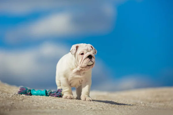 Wspaniały Biały Angielski Bulldog Szczeniak Przeciwko Jasnym Błękitnym Niebem — Zdjęcie stockowe
