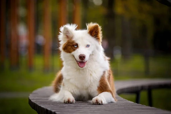 屋外の赤い白いライカ犬 公園の橋の上に寝そべっている誇り高い犬 — ストック写真