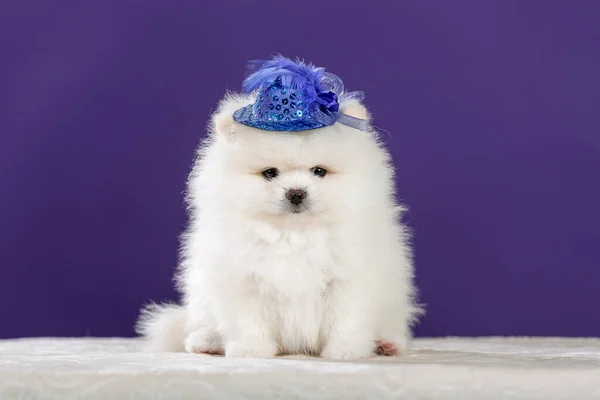 可愛い白いポメラニアの子犬が青い帽子をかぶっています 犬のファッション — ストック写真