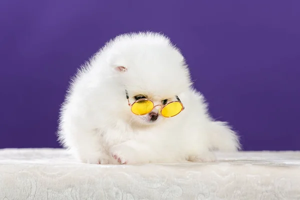 Niedlicher Kleiner Weißer Pommernwelpe Mit Sonnenbrille — Stockfoto