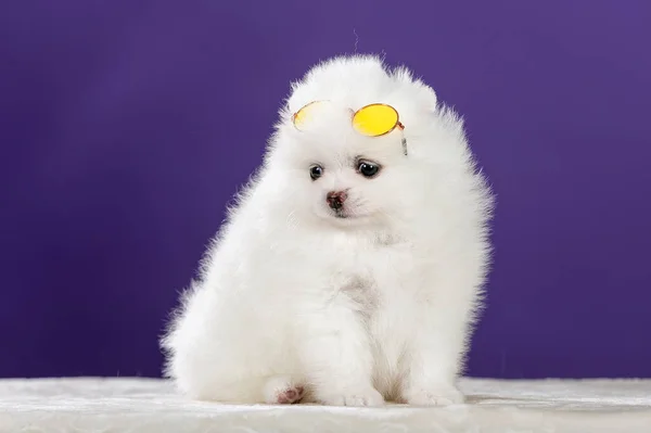 Cute Pomeranian pies w okularach przeciwsłonecznych — Zdjęcie stockowe