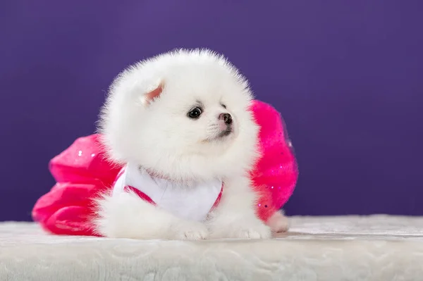 Bonito Pequeno Cachorro Branco Pomeranian Vestindo Vestido Rosa — Fotografia de Stock