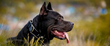 Siyah Amerikan Pitbull Terrier 'i dışarıda dinleniyor.