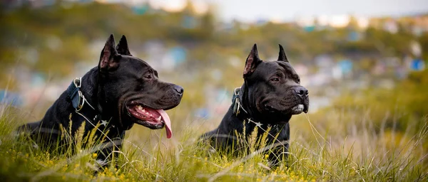 Svart Amerikansk Pit Bull Terrier Med Vila Utomhus — Stockfoto