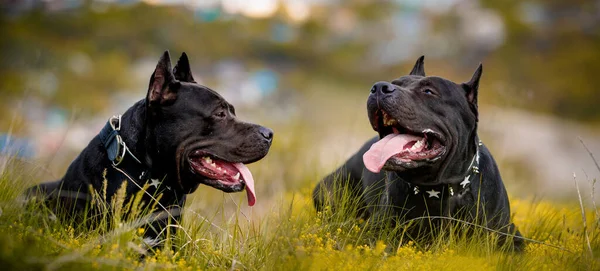 Black American Pit Bull Terrier Odpoczywający Zewnątrz — Zdjęcie stockowe