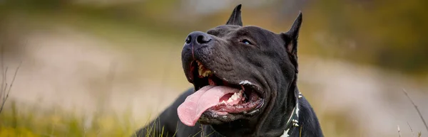 Black American Pit Bull Terrier Descansando Aire Libre — Foto de Stock